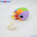 PNT-0159 human colored skull model,22 parts life size